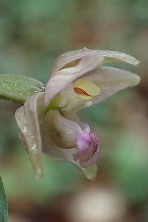 Epipactis helleborine s.l. / Broad-Leaved Helleborine, D  Seeheim an der Bergstraße 9.7.2021 