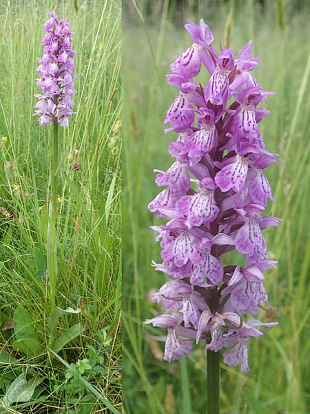 Dactylorhiza fuchsii x majalis, D   Rechtenbach 20.6.2016 