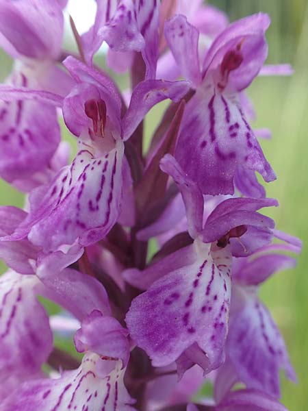 Dactylorhiza fuchsii x majalis, D   Rechtenbach 20.6.2016 