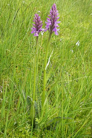Dactylorhiza fuchsii x traunsteineri, D   Oberstdorf 22.6.2011 