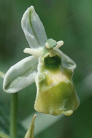 Ophrys holoserica Farbvariante/Color variant, D Saarland 6.6.1998