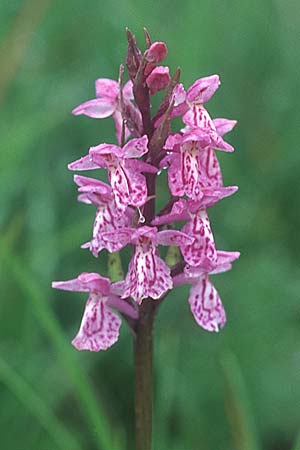 Dactylorhiza fuchsii x majalis, D   Schwarzwald/Black-Forest, Feldberg 1.7.2005 