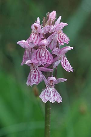 Dactylorhiza fuchsii x majalis, D   Schwarzwald/Black-Forest, Feldberg 1.7.2005 