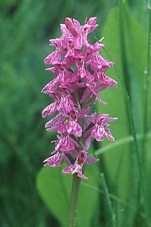 Dactylorhiza fuchsii x majalis, D   Schwarzwald/Black-Forest, Feldberg 1.7.2005 