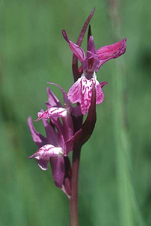 Dactylorhiza fuchsii x traunsteineri, D   Allgäu 11.6.2005 