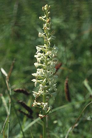 Gymnadenia conopsea s.l. farbvariante_color-variant \ Mücken-Händelwurz / Common Fragrant Orchid, D  Saarland Gersheim 10.7.1988 