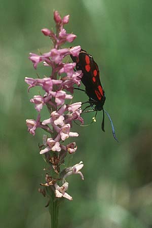 Gymnadenia odoratissima + Widderchen Zygaena filipendulae ?, D Pupplinger Au 16.7.05