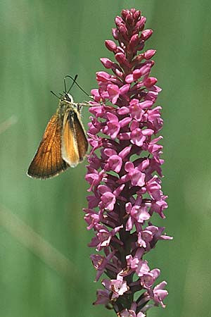 Gymnadenia odoratissima + Ockergelber Braundickkopffalter Thymelicus sylvestris, D Allgäu 10.7.04
