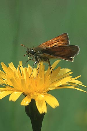 Ockergelber Braundickkopffalter Thymelicus sylvestris, Löwenzahn Leontodon hispidus subsp. glabratus, D Allgäu 10.7.04