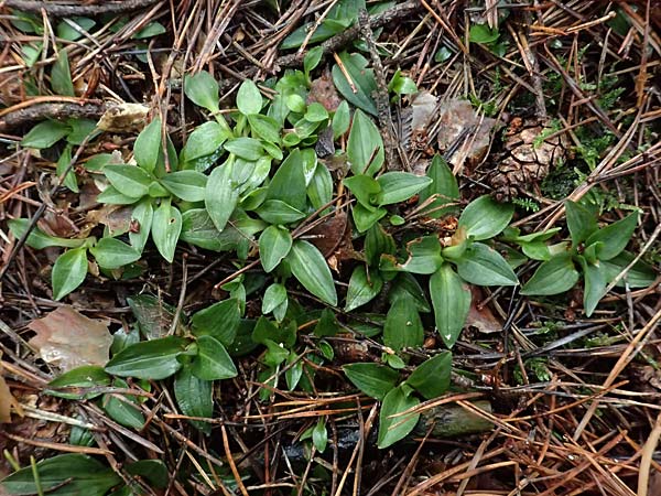 Goodyera repens \ Kriechendes Netzblatt / Creeping Lady's-Tresses, D  Pfalz, Kalmit 23.2.2026 