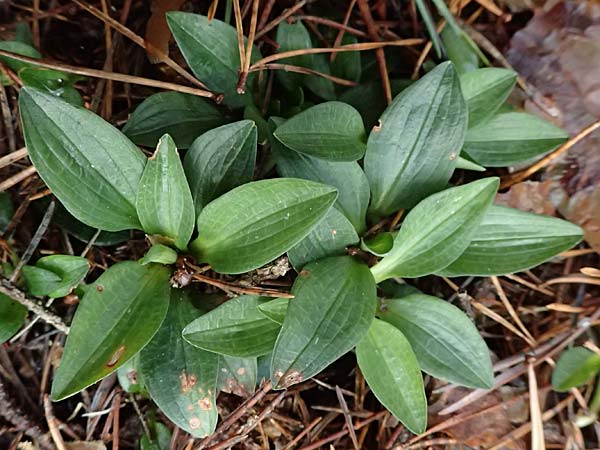 Goodyera repens \ Kriechendes Netzblatt / Creeping Lady's-Tresses, D  Pfalz, Kalmit 23.2.2026 