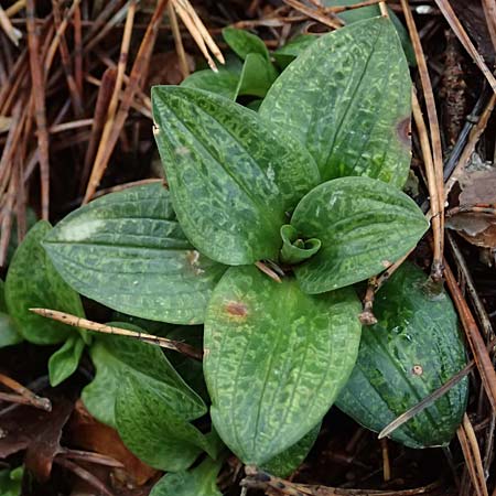 Goodyera repens \ Kriechendes Netzblatt / Creeping Lady's-Tresses, D  Pfalz, Kalmit 23.2.2026 