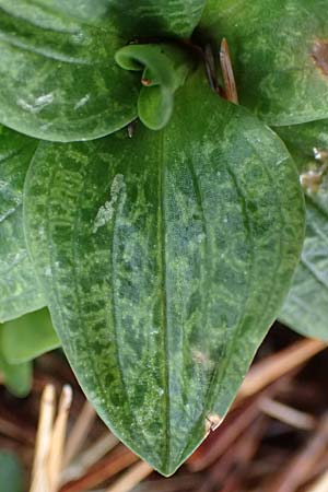 Goodyera repens \ Kriechendes Netzblatt / Creeping Lady's-Tresses, D  Pfalz, Kalmit 23.2.2026 
