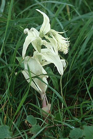 Epipactis muelleri forma chlorotica \ Müllers Ständelwurz, D  Nord- Eifel 10.6.2000 