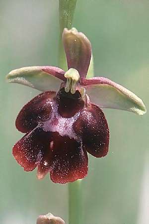 Ophrys holoserica x insectifera, D   Taubertal 30.5.2003 