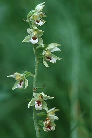 Epipactis helleborine x muelleri, D   Pforzheim 2.8.1996 