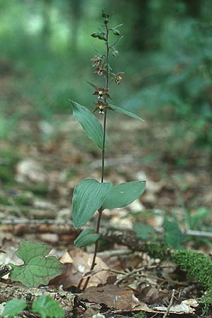 Epipactis helleborine x purpurata, D   Karlsruhe 23.7.2005 