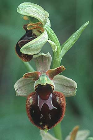 Ophrys holoserica x sphegodes, D   Mosbach 26.5.1996 