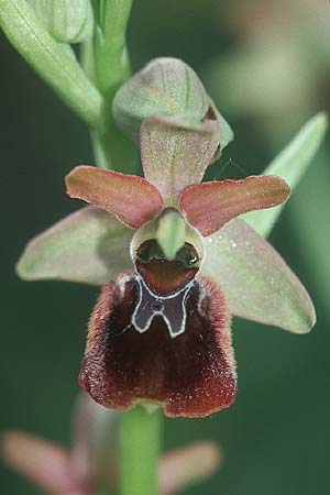 Ophrys holoserica x sphegodes, D   Taubergießen 8.5.2005 