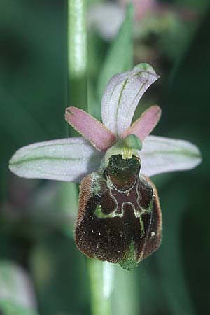 Ophrys holoserica x sphegodes, D   Taubergießen 8.5.2005 
