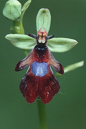 Ophrys insectifera \ Fliegen-Ragwurz / Fly Orchid, D  Dhaun 27.5.2000 