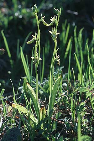Ophrys insectifera farbvariante_color-variant \ Fliegen-Ragwurz / Fly Orchid, D  Pfalz/Palatinate 6.5.2003 