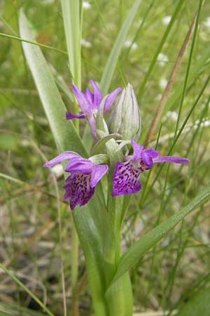 Dactylorhiza incarnata x purpurella, D   Wellheim im Urdonautal 6.6.2012 