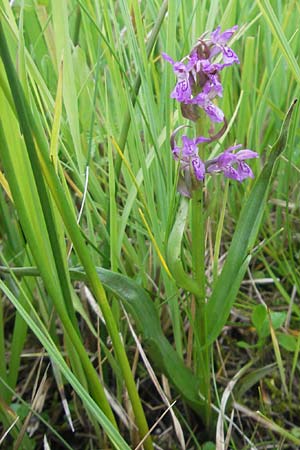 Dactylorhiza incarnata subsp. serotina \ Späte Fleischfarbene Fingerwurz, Spätes Fleischfarbenes Knabenkraut / Late Marsh Orchid, D  Murnau 20.6.2011 
