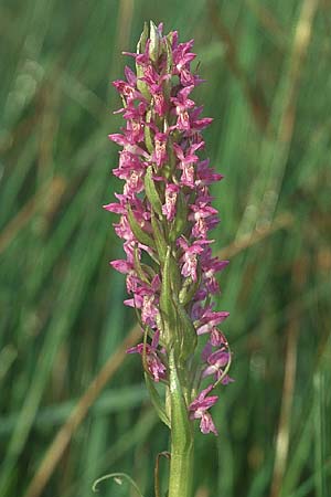 Dactylorhiza incarnata x ochroleuca, D   Bodensee - Gebiet/Region 11.6.2005 