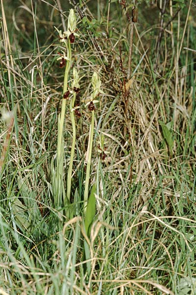 Ophrys insectifera x sphegodes, D   Pfalz/Palatinate 24.4.2002 