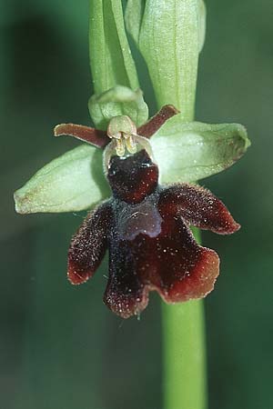 Ophrys insectifera x sphegodes, D   Gruibingen 10.5.2005 