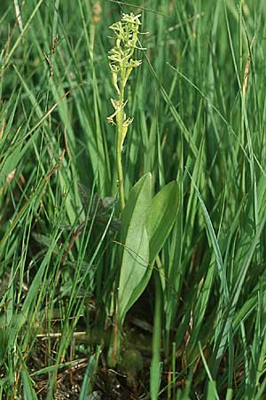 Liparis loeselii \ Torf-Glanzkraut / Narrow-Leaved Fen Orchid, D  Allgäu 10.7.2004 