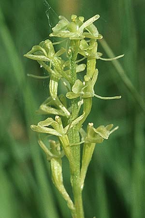 Liparis loeselii \ Torf-Glanzkraut / Narrow-Leaved Fen Orchid, D  Allgäu 10.7.2004 
