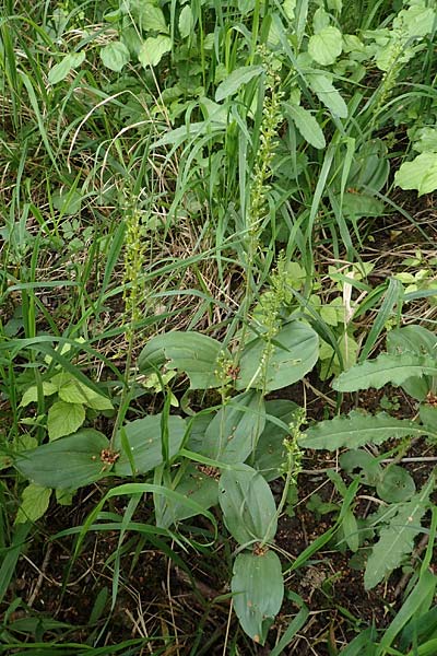 Listera ovata \ Großes Zweiblatt, D  Neuleiningen 25.5.2020 
