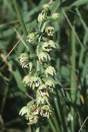 [click] Epipactis muelleri, D   Saarland Gersheim 10.7.1988 
