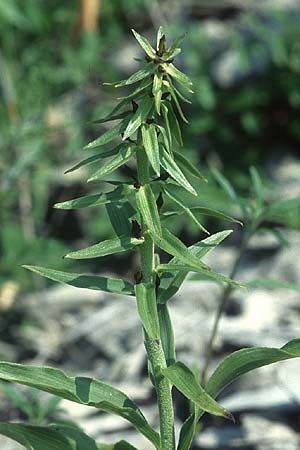Epipactis muelleri \ Müllers Ständelwurz / Mueller's Helleborine (Schaden durch Trockenheit / damage from aridity), D  Deggingen 16.7.2005 