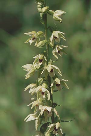 Epipactis muelleri \ Müllers Ständelwurz / Mueller's Helleborine, D  Deggingen 29.7.2004 
