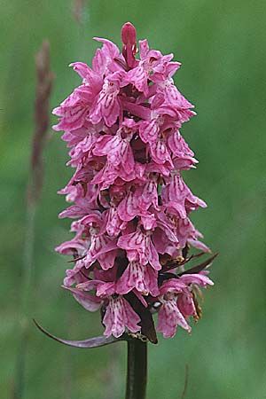 Dactylorhiza fuchsii x majalis, D   Nord-Eifel, Krekeler Heide 10.6.2000 