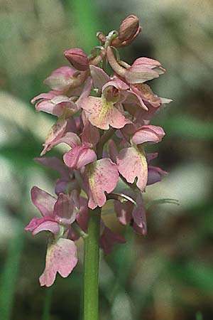 Orchis mascula x pallens, D   Lenningen-Gutenberg 20.5.1991 