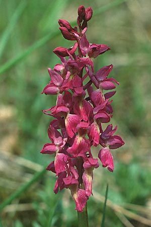 Orchis mascula x pallens, D   Lenningen-Gutenberg 20.5.1991 