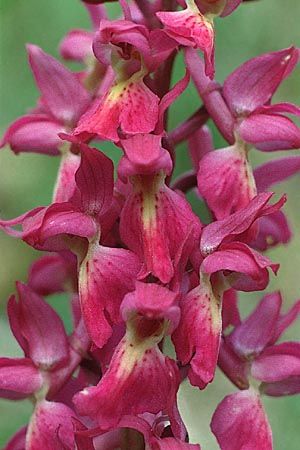 Orchis mascula x pallens, D   Lenningen-Gutenberg 20.5.1991 