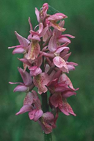 Orchis mascula x pallens, D   Lenningen-Gutenberg 10.6.1991 