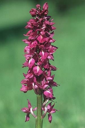 Orchis mascula x pallens, D   Bad Ditzenbach 10.5.2005 