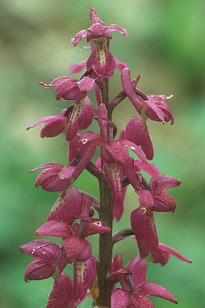 Orchis mascula x pallens, D   Bad Ditzenbach 10.5.2005 