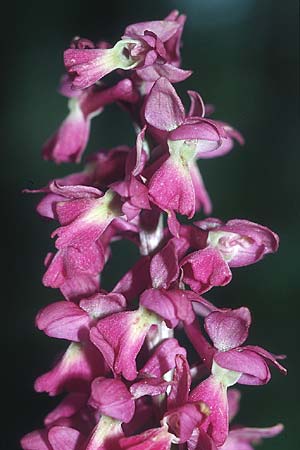 Orchis mascula x pallens, D   Bad Ditzenbach 10.5.2005 