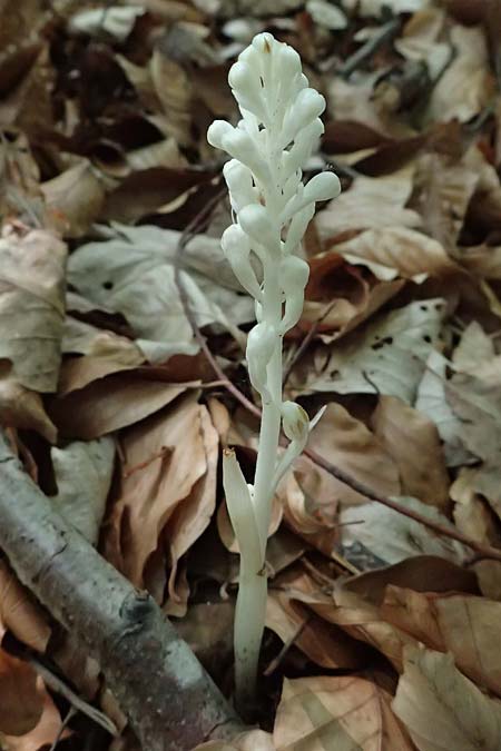 Neottia nidus-avis forma nivea \ Vogel-Nestwurz / Bird's-Nest Orchid, D  Eiersheim 31.5.2025 