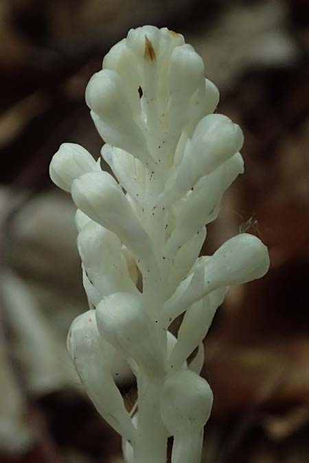 Neottia nidus-avis forma nivea \ Vogel-Nestwurz / Bird's-Nest Orchid, D  Eiersheim 31.5.2025 