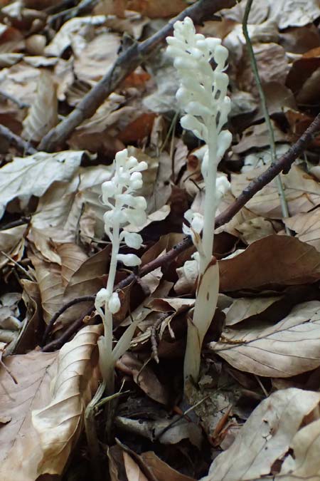 Neottia nidus-avis forma nivea \ Vogel-Nestwurz / Bird's-Nest Orchid, D  Eiersheim 31.5.2025 
