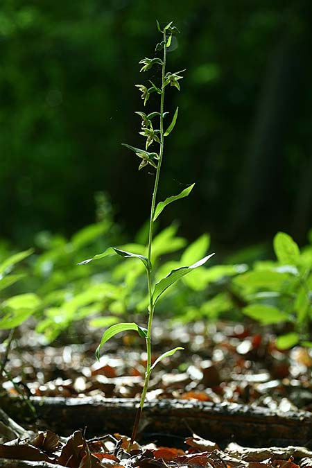 Epipactis neglecta subsp. neglecta \ Übersehene Ständelwurz / Neglected Helleborine (Locus Classicus), D  Meiningen 17.7.2016 (Photo: Helmut Presser)