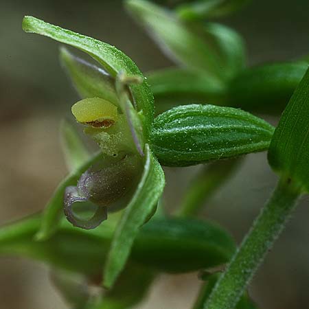 Epipactis neglecta subsp. neglecta \ Übersehene Ständelwurz / Neglected Helleborine (Locus Classicus), D  Meiningen 17.7.2016 (Photo: Helmut Presser)